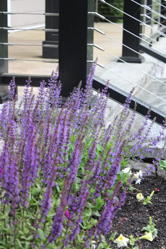 Composite deck stairs and landing with landscape design